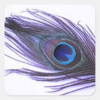 Pluma de pavo real púrpura
