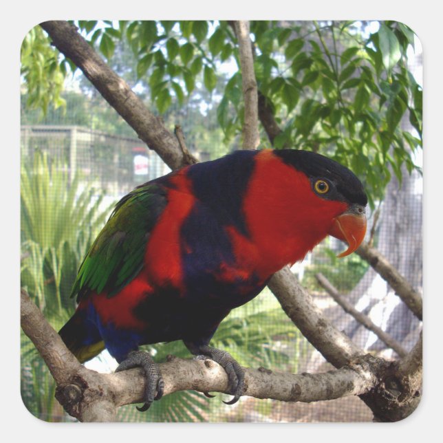 Pegatina Cuadrada Plumas arcoiris: Bonito Australian Lorikeet, (Anverso)