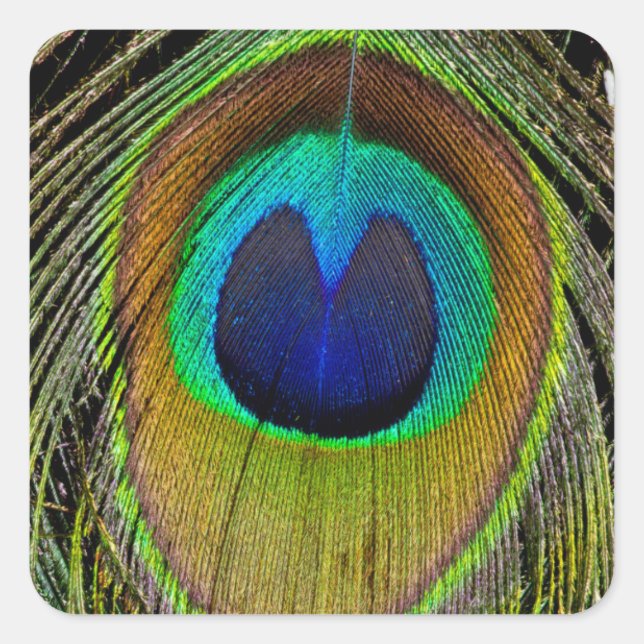 Pegatina Cuadrada Plumas de la cola del pavo real macho (Anverso)