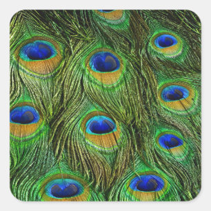 Pegatina Cuadrada Plumas Hermosas de Pavo Real