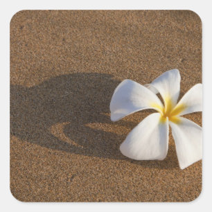 Pegatina Cuadrada Plumeria en la playa de arena, Maui, Hawaii, Estad