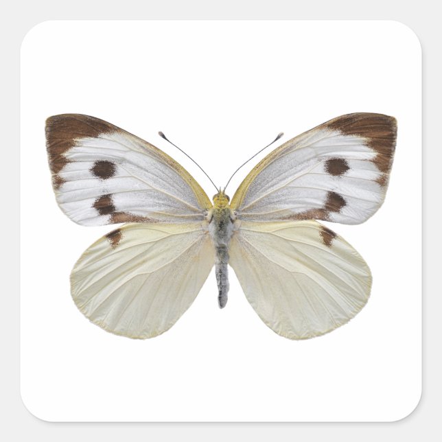 Pegatina Cuadrada PNG de gran mariposa blanca aislada (Anverso)