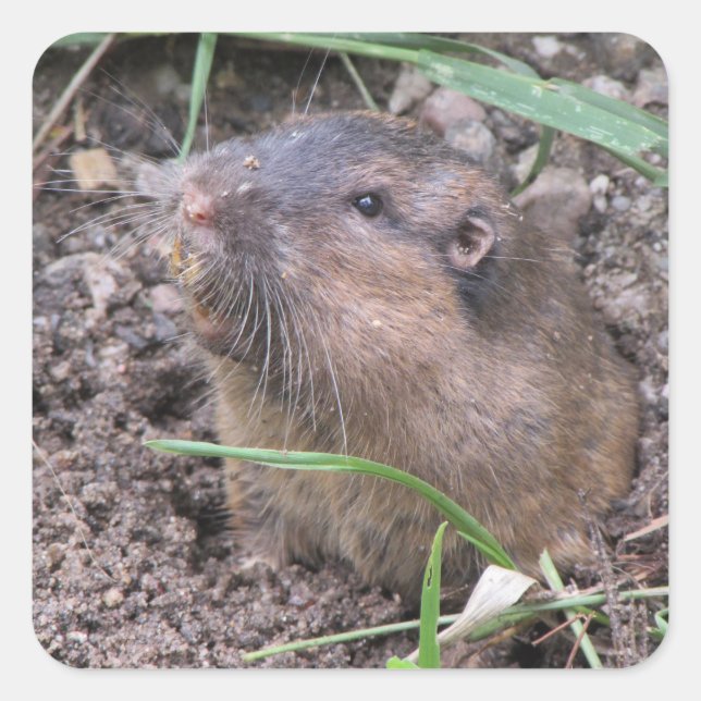 Pegatina Cuadrada Pocket Gopher (Anverso)