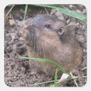 Pegatina Cuadrada Pocket Gopher