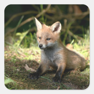 Pegatina Cuadrada Poco Fox rojo de Cub