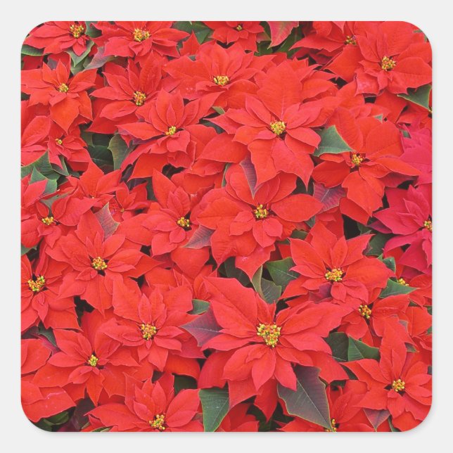 Pegatina Cuadrada Poinsettias rojas Navidad la foto floral navideña (Anverso)