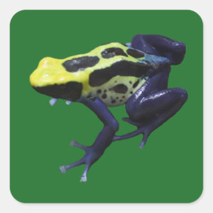Pegatina Cuadrada Poison Dart Frog