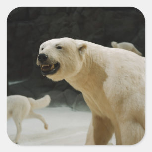 Pegatina Cuadrada Polar Bear Grin