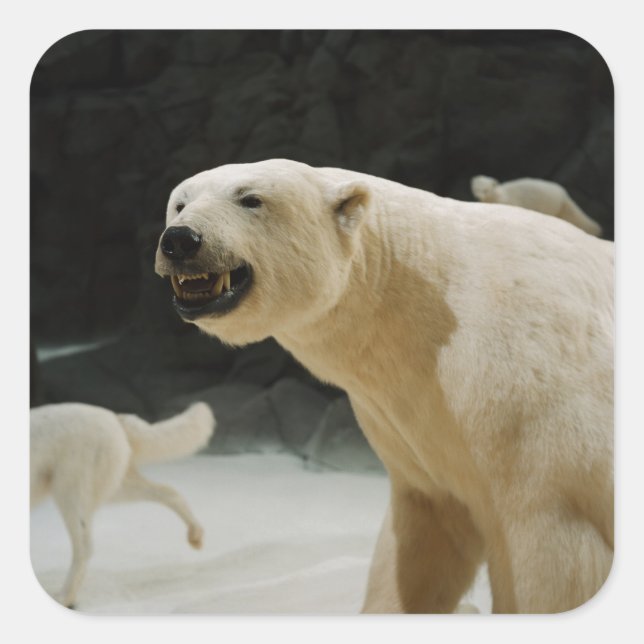 Pegatina Cuadrada Polar Bear Grin (Anverso)
