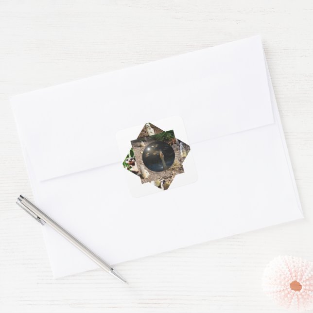 Pegatina Cuadrada Poliscopio de Meerkat, (Sobre)