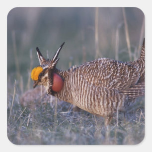 Pegatina Cuadrada Pollito de pradera menor, Tympanuchus