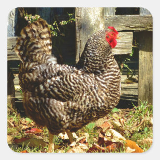 Pegatina Cuadrada Pollo blanco y negro