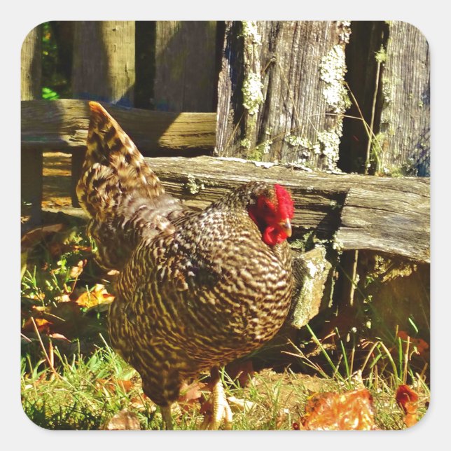 Pegatina Cuadrada Pollo blanco y negro en el corral (Anverso)
