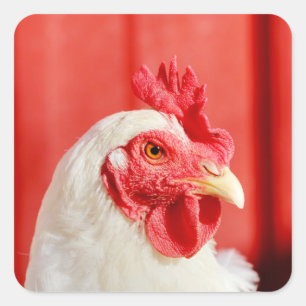 Pegatina Cuadrada Pollo de granja