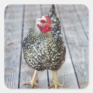 Pegatina Cuadrada Pollo en la cubierta de madera, Wyandotte con un r