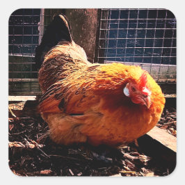 Pegatina Cuadrada pollo naranja