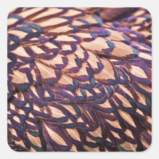 Pegatina Cuadrada Pollo Wyandotte (Anverso)