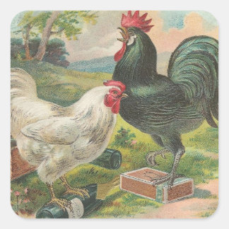 Pegatina Cuadrada Pollo y gallo