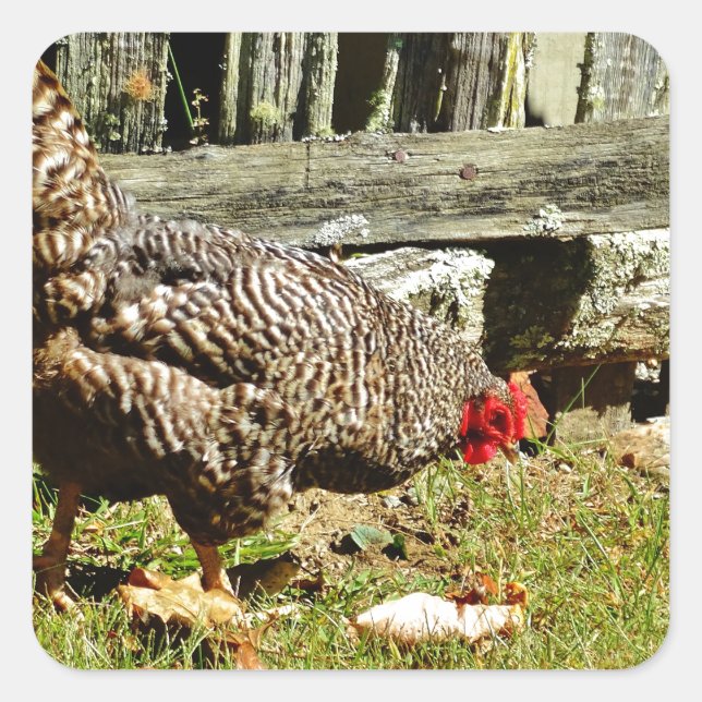 Pegatina Cuadrada Pollos blancos y negros por valla (Anverso)