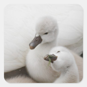 Pegatina Cuadrada Pollos del cisne del cisne mudo