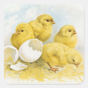 Pegatina Cuadrada Pollos para bebés ventilares