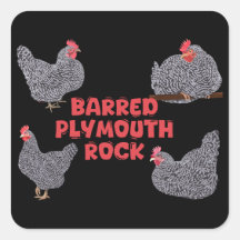 Pollos rocosos de Plymouth