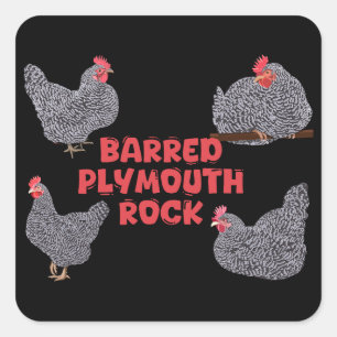 Pegatina Cuadrada Pollos rocosos de Plymouth