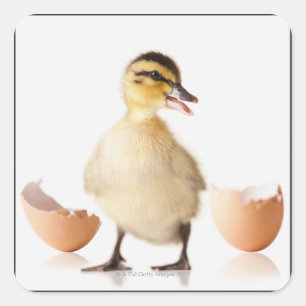 Pegatina Cuadrada Polluelo recientemente tramado al lado de la