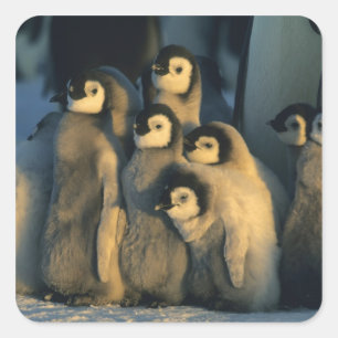 Pegatina Cuadrada Polluelos de pingüino emperador en guardería, Apte