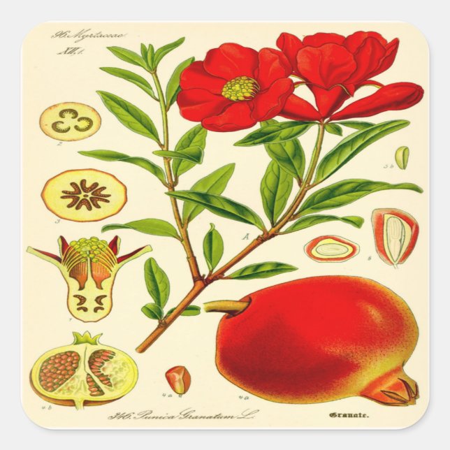 Pegatina Cuadrada Pomegranato (Anverso)