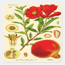 Pomegranato