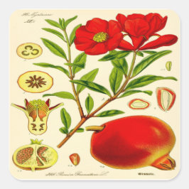 Pegatina Cuadrada Pomegranato