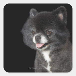 Pegatina Cuadrada Pomerania negra mirando hacia la izquierda