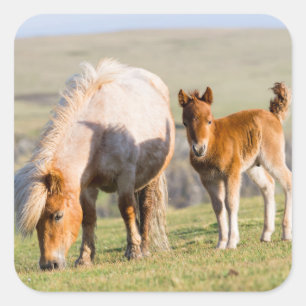 Pegatina Cuadrada Poni de Shetland en pastizal cerca de acantilados 