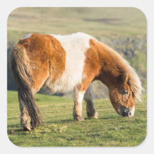 Pegatina Cuadrada Poni de Shetland en pastizal cerca de acantilados 