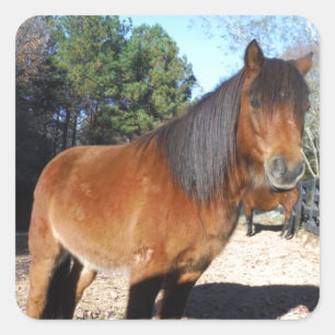 Pegatina Cuadrada Poni marrón cielo turquesa