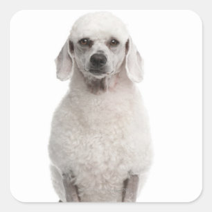 Pegatina Cuadrada Poodle (1 año de edad)