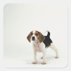 Pegatina Cuadrada Popa beagle