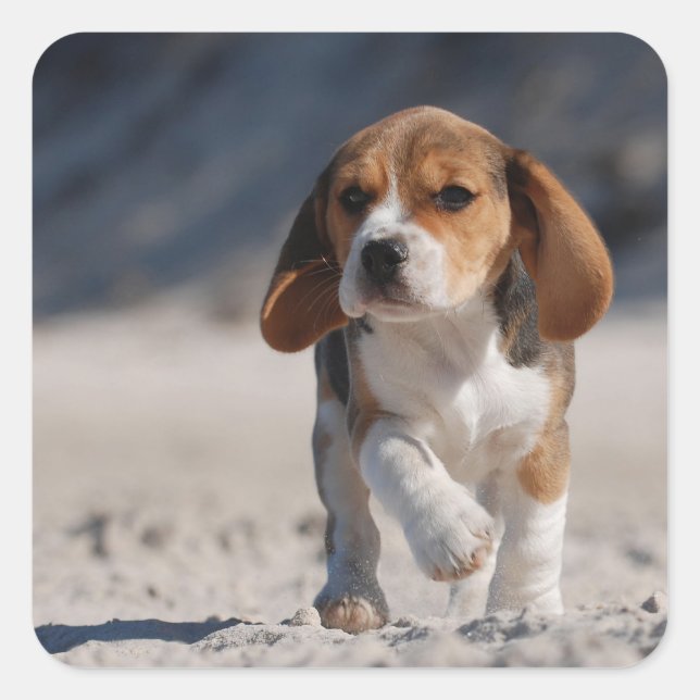 Pegatina Cuadrada Popa beagle (Anverso)