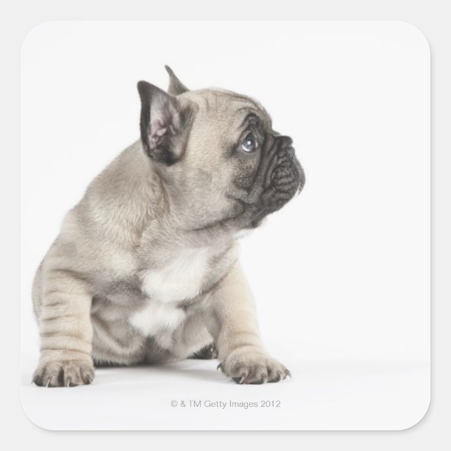 Pegatina Cuadrada Popa pedigrí (Anverso)