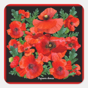 Pegatina Cuadrada Poppies rojos salvajes