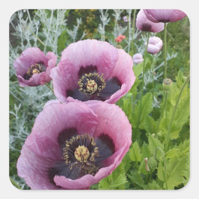 Pegatina Cuadrada Poppy Púrpura Poppies Flor Aire Freshener (Anverso)