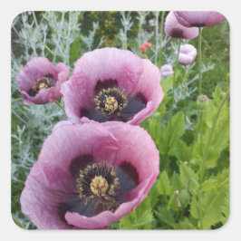 Pegatina Cuadrada Poppy Púrpura Poppies Flor Aire Freshener