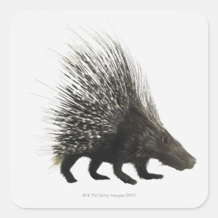Pegatina Cuadrada Porcupina
