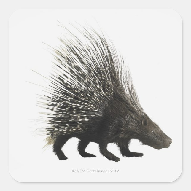 Pegatina Cuadrada Porcupina (Anverso)