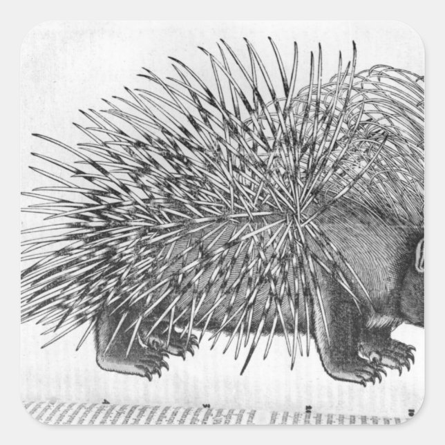 Pegatina Cuadrada Porcupine, de 'Historia Animalium' (Anverso)