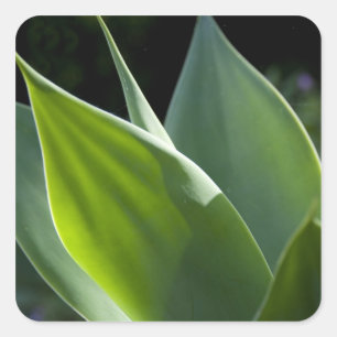 Pegatina Cuadrada Portugal, Isla Madeira, Funchal. Botánico