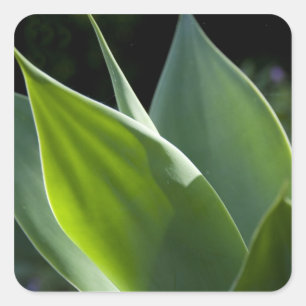 Pegatina Cuadrada Portugal, Isla Madeira, Funchal. Botánico