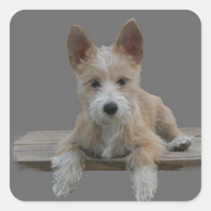 Pegatina Cuadrada Portugués Podengo Pequeno del alambre