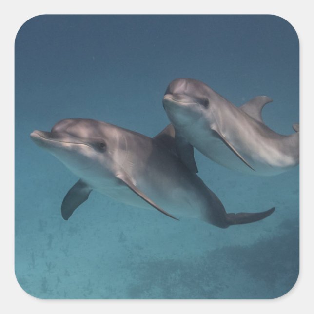 Pegatina Cuadrada Pose Jugador (Anverso)